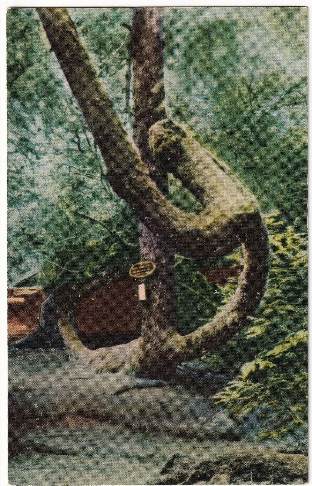 1950-60 Vintage Postcard Ca Redwood Tree Upside Down Tree